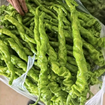 精品螺丝椒