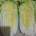 大量供应，黄心菜