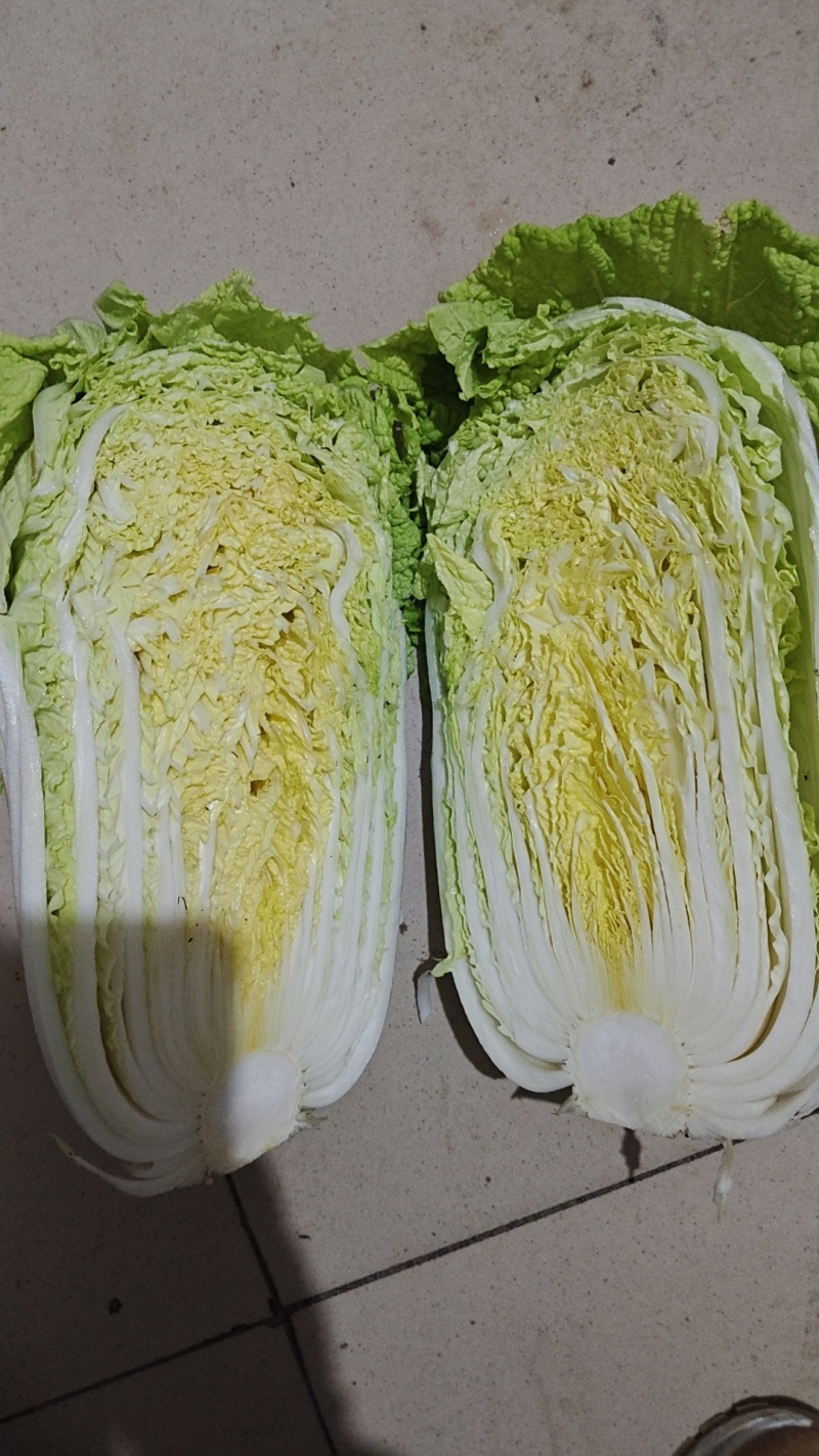 大量供应，黄心菜