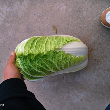 大量供应，黄心菜