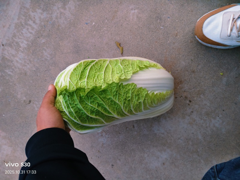 大量供应，黄心菜