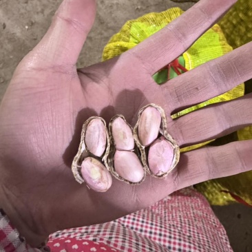 品质稳定，价格合适，大量现货一天可供八万斤