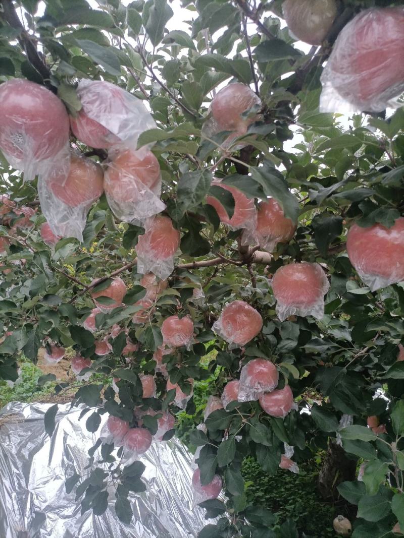 红富士苹果