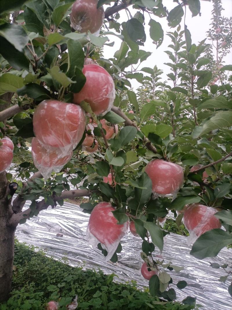 红富士苹果