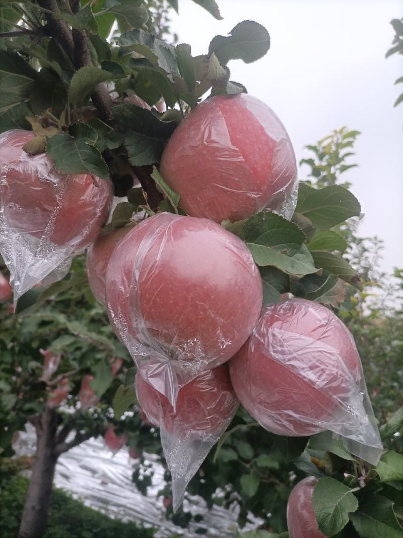 红富士苹果