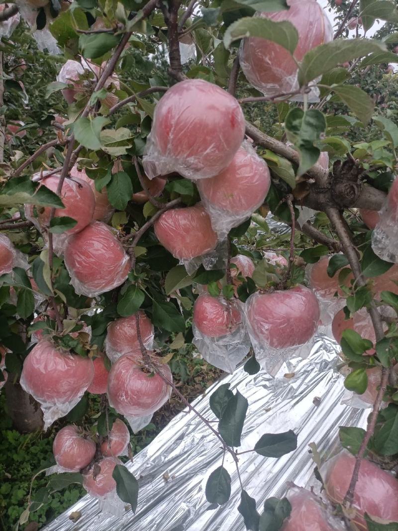 红富士苹果