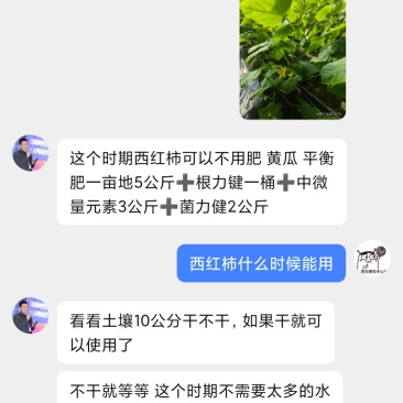 水果黄瓜