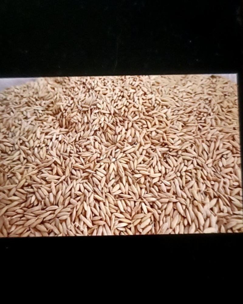 中科发五水稻