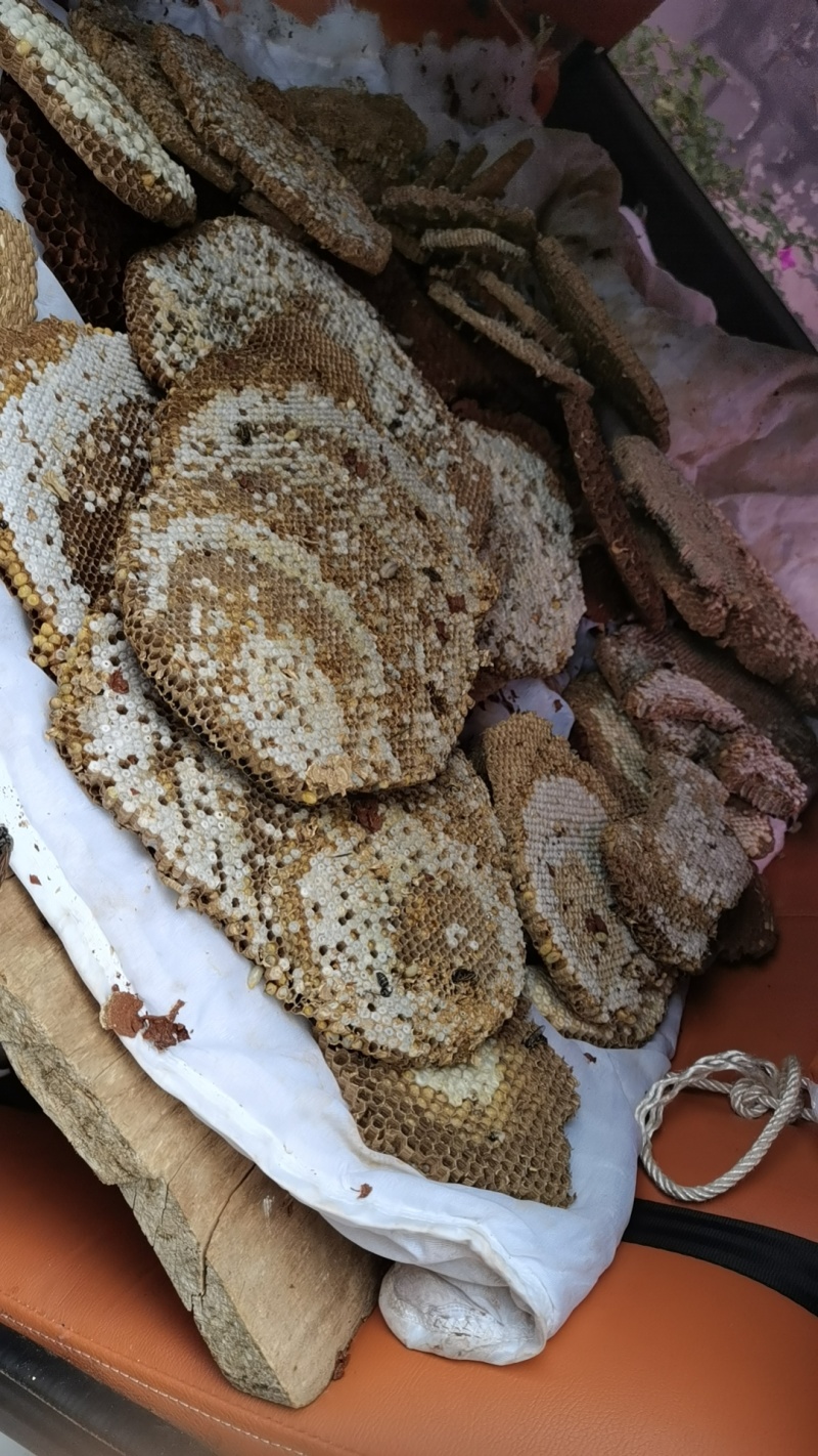 卖蜂蛹，需要的***************
