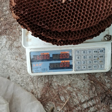 卖蜂蛹，需要的***************