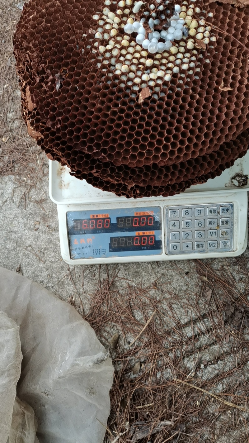 卖蜂蛹，需要的***************