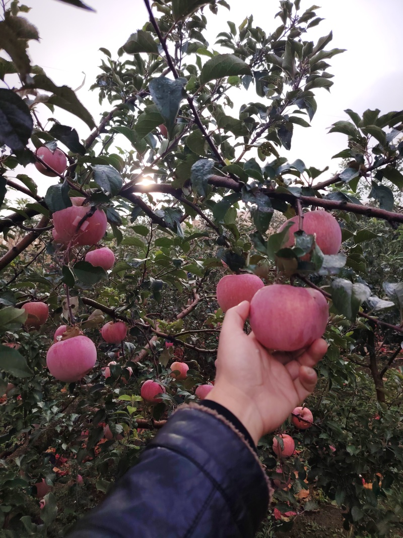 雀斑美人王林苹果！红富士苹果！