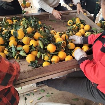 湖南脐橙，价格便宜，口感好