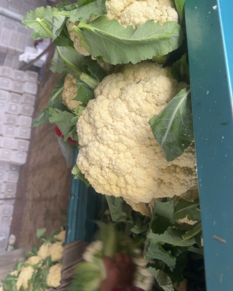 青梗白面乳白菜花