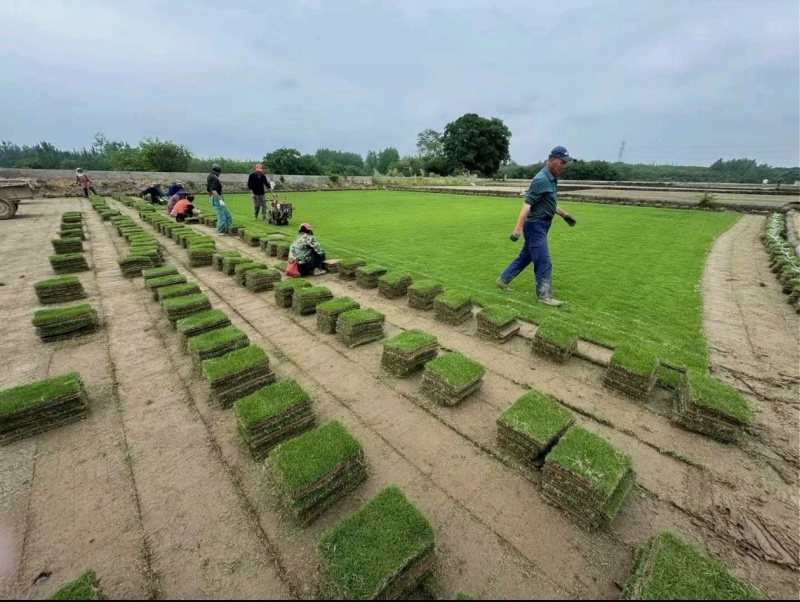 果岭草