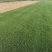 果岭草