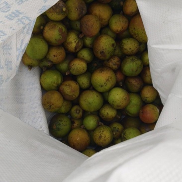 茶油籽