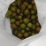 茶油籽