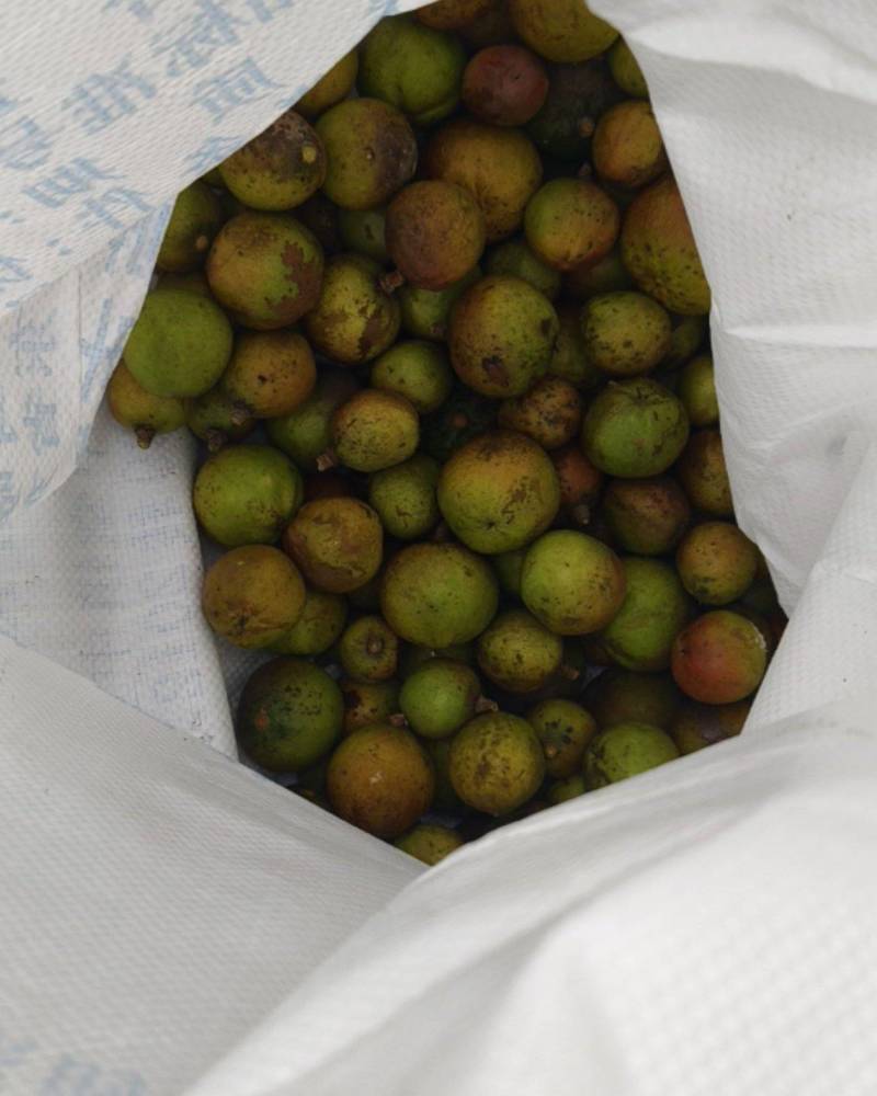 茶油籽