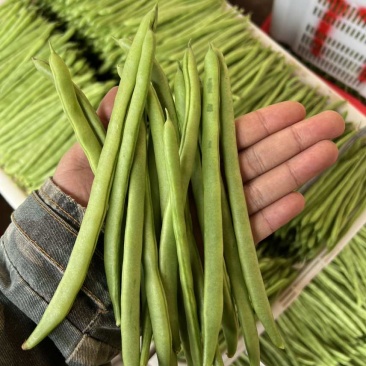 原产地四季豆一手货源价格美丽产量稳定供应