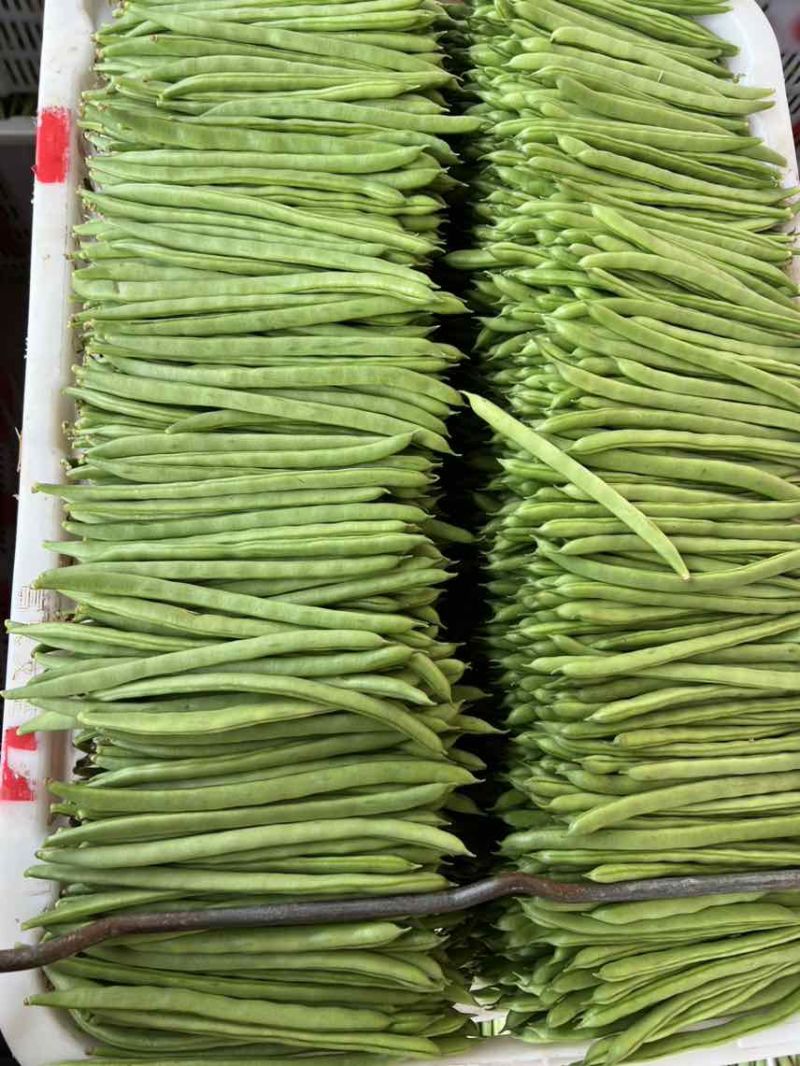 原产地四季豆一手货源价格美丽产量稳定供应
