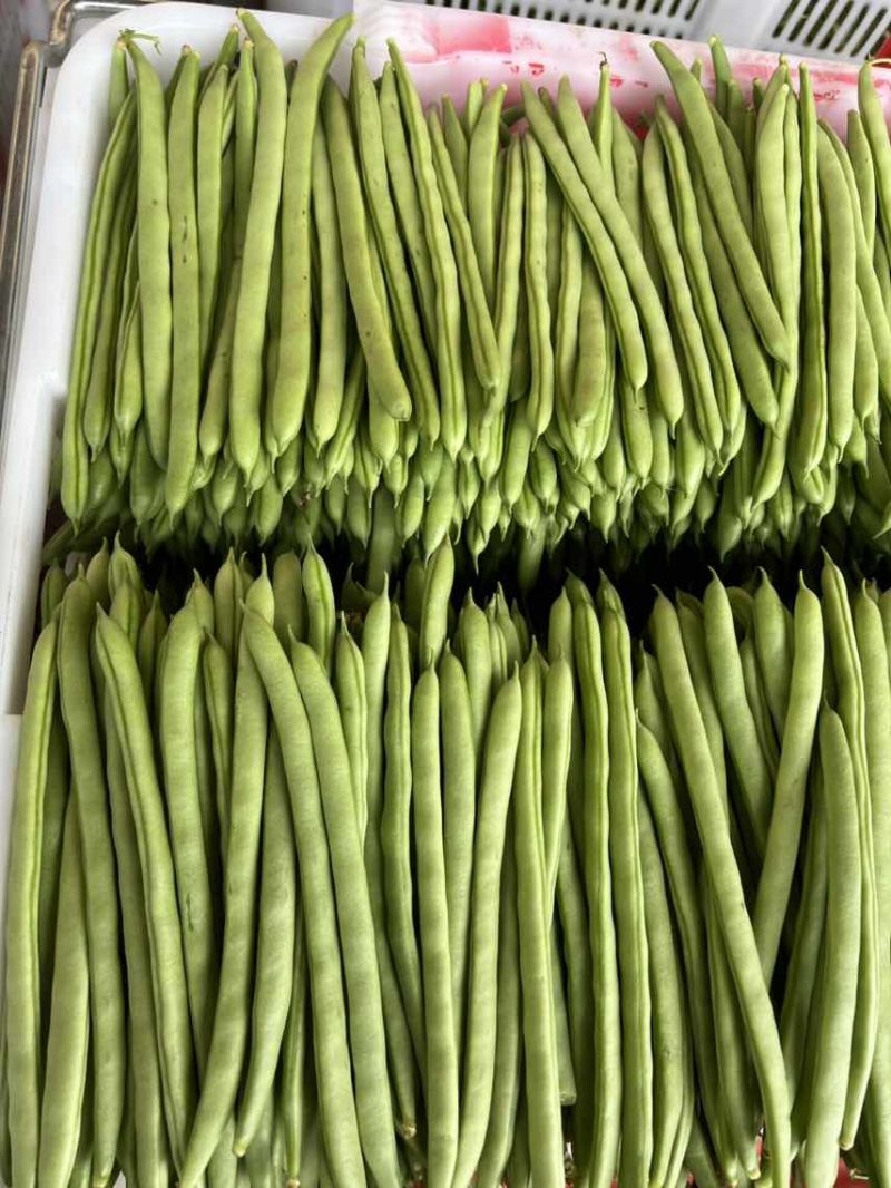 原产地四季豆一手货源价格美丽产量稳定供应