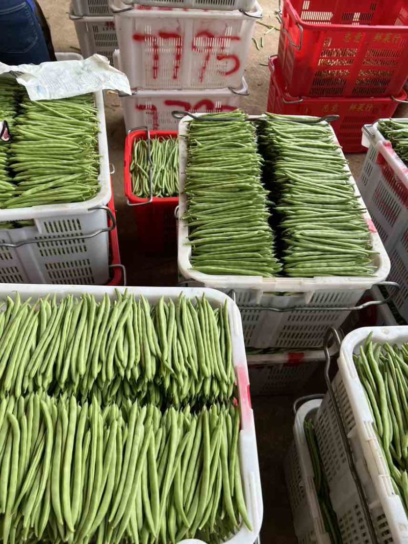 原产地四季豆一手货源价格美丽产量稳定供应