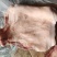 去皮前腿肉