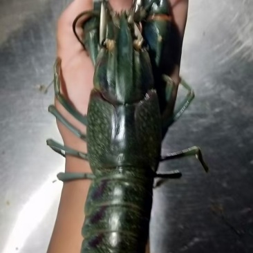 淡水澳龙