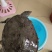 野生甲鱼