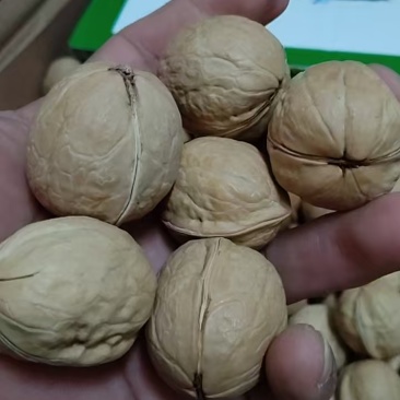 纸皮核桃、烤核桃，源头一件代发/批发