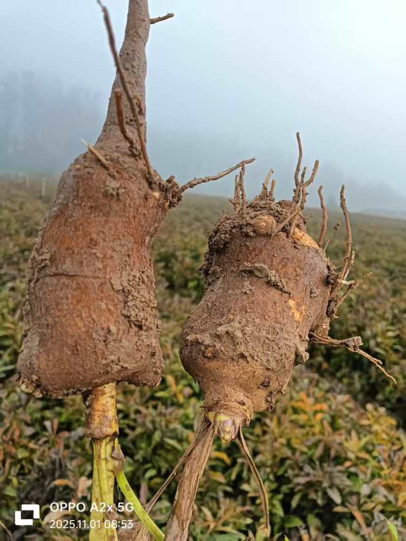 一年鲜白术牙子大量供应欢迎洽谈量大来谈