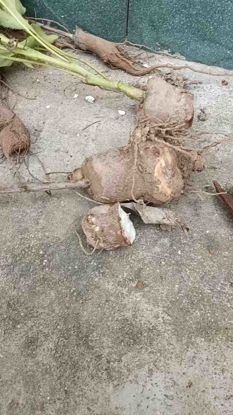 一年鲜白术牙子大量供应欢迎洽谈量大来谈