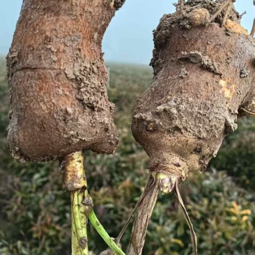 一年鲜白术牙子大量供应欢迎洽谈量大来谈