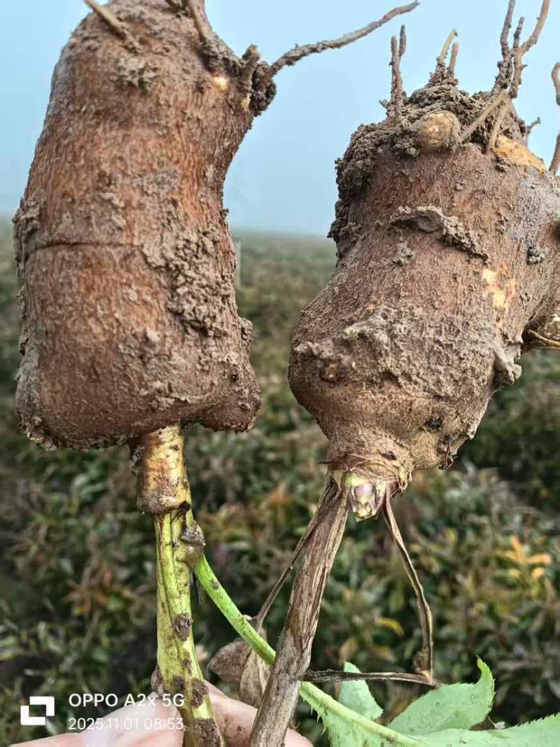 一年鲜白术牙子大量供应欢迎洽谈量大来谈