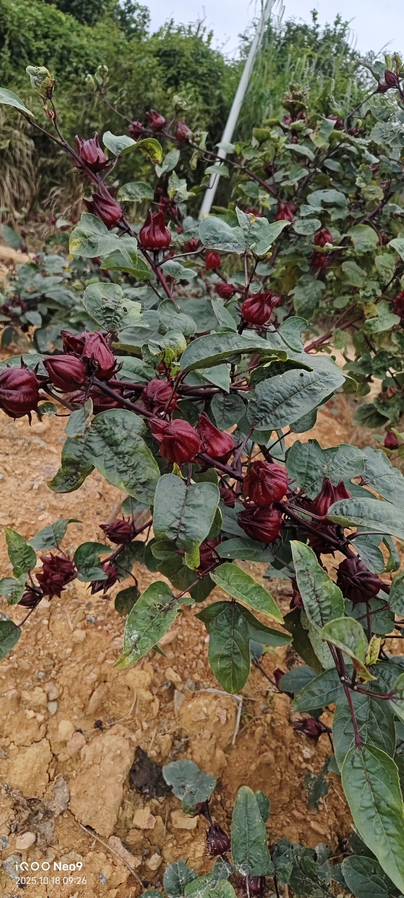 广西昭平红桃K