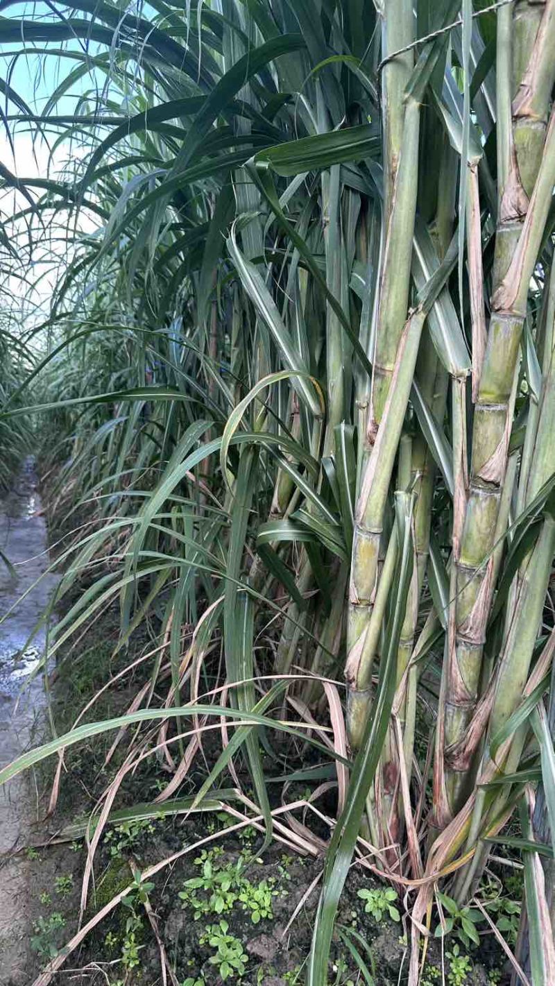 广西黄皮甘蔗种苗带芽种节脆甜多汁南北方易种产地直发