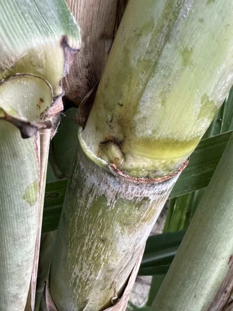 广西黄皮甘蔗种苗带芽种节脆甜多汁南北方易种产地直发