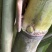 广西黄皮甘蔗种苗带芽种节脆甜多汁南北方易种产地直发