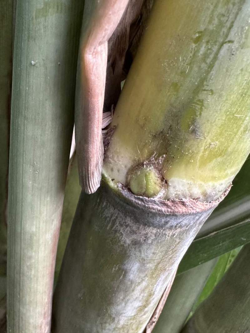 广西黄皮甘蔗种苗带芽种节脆甜多汁南北方易种产地直发