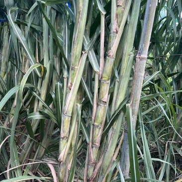 广西黄皮甘蔗种苗带芽种节脆甜多汁南北方易种产地直发