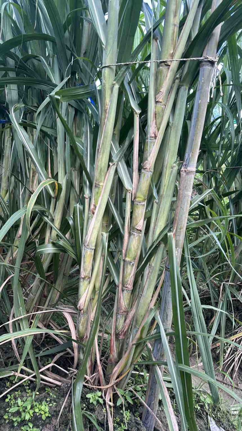 广西黄皮甘蔗种苗带芽种节脆甜多汁南北方易种产地直发