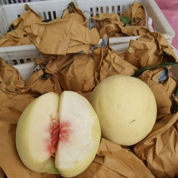 冬桃