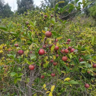 出售野生茶籽油，个人一次性出售茶籽油7百斤