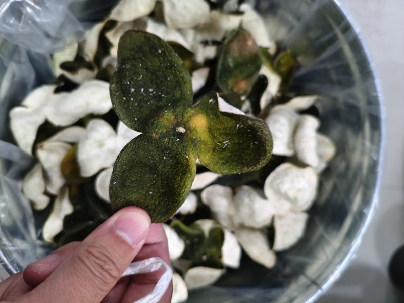 广西浦北龙门茶枝柑鲜果/青皮