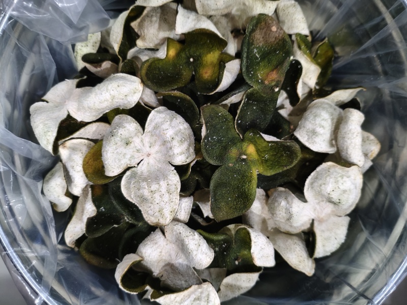 广西浦北龙门茶枝柑鲜果/青皮