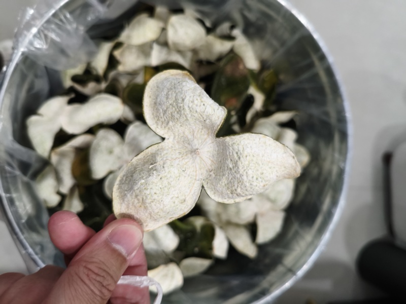广西浦北龙门茶枝柑鲜果/青皮