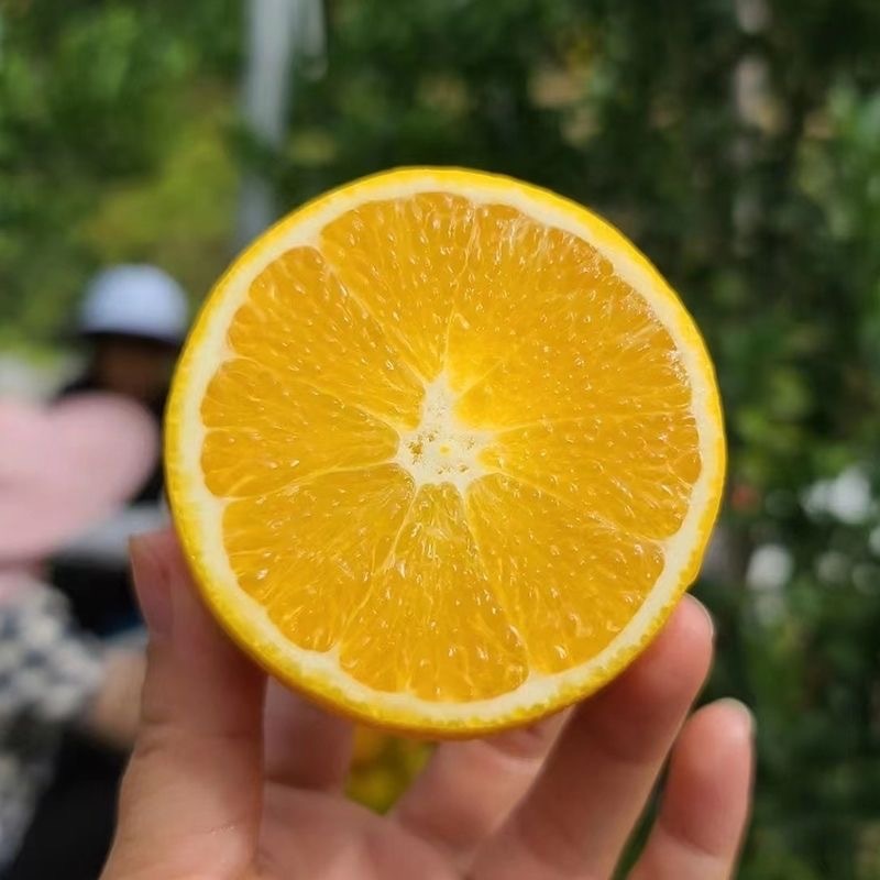 赣南脐橙
