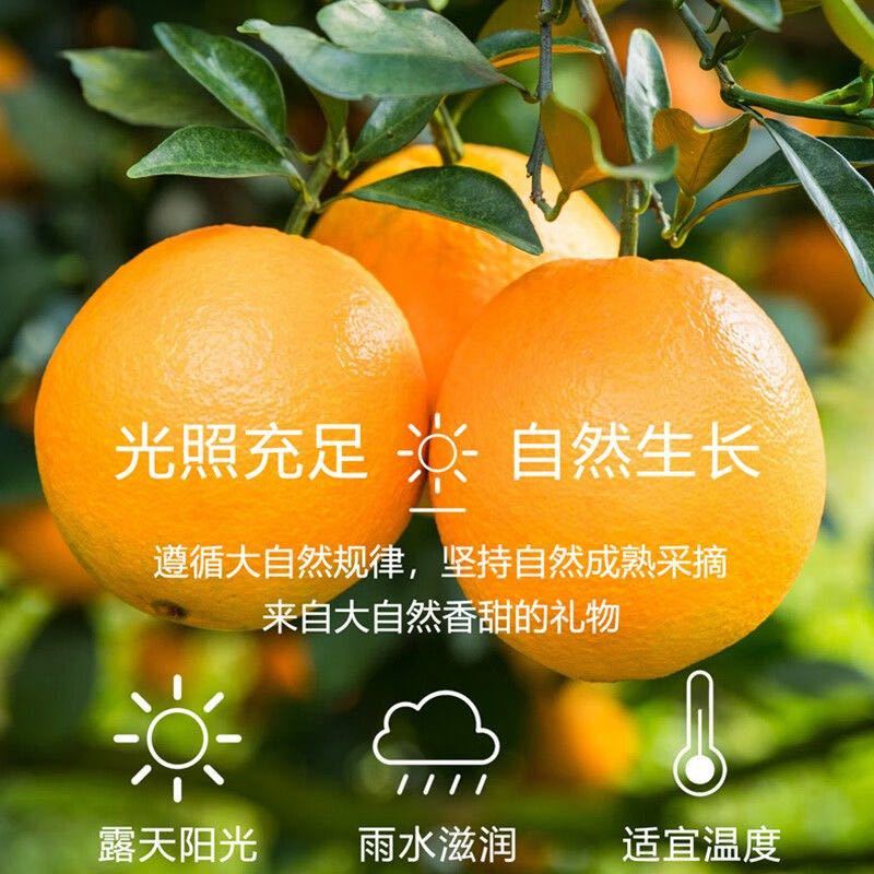 赣南脐橙
