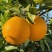 赣南脐橙
